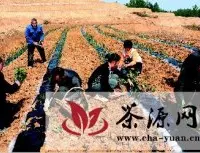 南江县和平乡农民在集中栽植茶叶