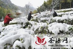 诸暨茶叶种植企业抗击冻害护绿茶