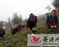 重庆永川：新年春茶采摘忙