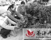 三江县不断优化茶叶品种效益佳