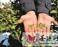 贵州新茶受低温雨雪天气影响将推迟上市