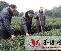 雅安加强春茶管理确保春茶生产“开门红”