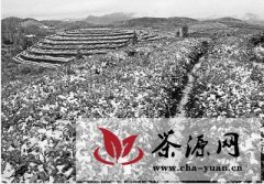 早春寒对福建省茶叶生产有利