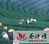 渤海早报·艺茶专刊推出踏春体验采茶制茶品茶活动