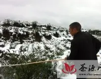 青田东源150亩茶叶因受雪灾影响推迟上市