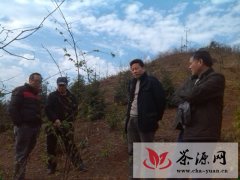 陆国保赴平乐县调研甜茶产业发展