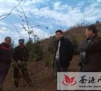 陆国保赴平乐县调研甜茶产业发展