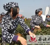 川茶集团荣获宜宾早茶节采茶比赛冠军