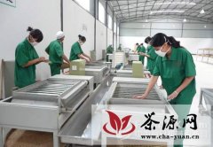 2020年湖南省力争实现茶业综合产值1000亿元