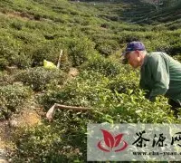 黄山：茶园春季管理掀热潮