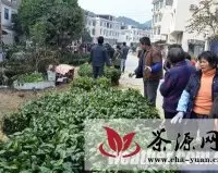 昭平县茶苗销售种植进入旺季