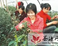 东海茶农开采新年无公害“春前茶”