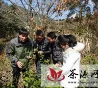 县农业局茶叶站抗灾指导组茶叶受冻防范工作