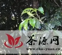 昌宁县有棵千年古茶树