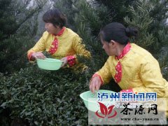 泸州纳溪特早茶在金凤山有机茶园开采