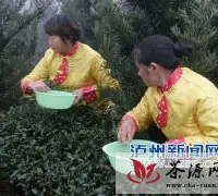 泸州纳溪特早茶在金凤山有机茶园开采