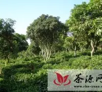 临沧双江农场建复合型生态茶园助职工增收