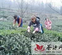 高县文江镇2014年新茶正式开摘