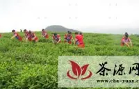 德江县合兴乡着力建设高效茶叶示范园区