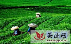 宜宾江安县发展良种茶5000亩