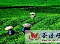 宜宾江安县发展良种茶5000亩