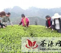 江安县茶园总面积达3.5万亩