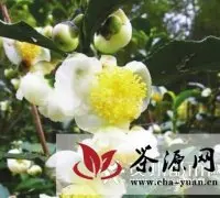 湄潭开发新资源食品茶树花抢占市场