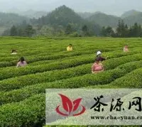 四川省将开展打击茶叶企业商标侵权行为专项行动