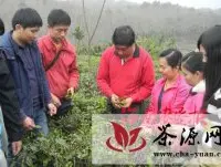 海南乌石农场团员干部协助茶工采茶