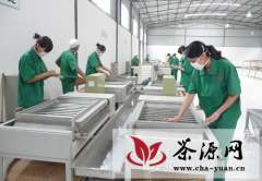 雷山县茶产业发展成效显著