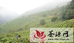 镇康县力推生态茶叶产业发展