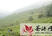 镇康县力推生态茶叶产业发展