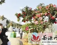 台湾农艺师指导安溪村民种山茶树