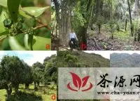 昆明植物所在大理茶栽培起源研究中取得进展
