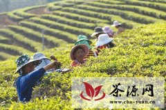 广东红茶成为市场竞争亮点