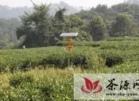 昭平推动全县茶叶向有机茶转型升级