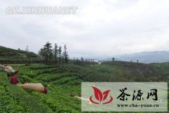 贵州普安茶业高效农业实现转型升级