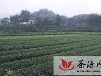 高县乌蒙山区连片扶贫开发3年新建茶园2.9万亩