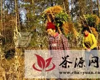 恩施落水村茶农扩大名优茶生产种植规模