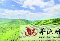 西林县大力发展茶叶产业助农增收