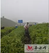 贵定县开展冬季茶园开沟施肥现场培训