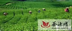 印江县推进生态茶叶示范园区建设综述
