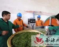 宣城供电农网升级改造助力春茶飘香