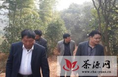 加加食品集团赴浏阳市土桥调研考察油茶林基地
