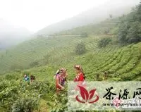 镇康县六大措施助推茶产业蓬勃发展