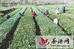 康县阳坝镇今年茶叶产量达450吨