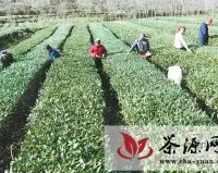 康县阳坝镇今年茶叶产量达450吨