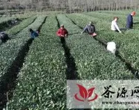 茶叶成康县农民致富“摇钱树”