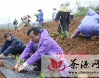 乌石农场400多位干部职工冒雨种茶