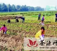 宁强县今年将大力发展茶叶产业